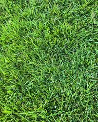 Image result for Ozoroa bredoi