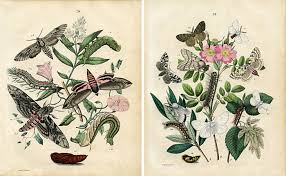 The link to each of the images is listed below the picture. Remodelaholic 25 Free Butterflies And Moths Vintage Printable Images