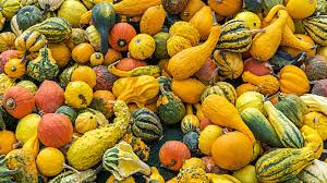 La Courge Est Elle Un Fruit Ou Un Legume