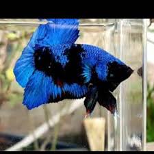 Ada yang budidaya ikan ini untuk sekedar hobi, ada juga yang untuk dijual. Ikan Cupang Bbl Top Grade Line Gordon Shopee Indonesia