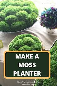 Moss Display Planter Free Sample Moss Planter Moss Garden Growing Moss