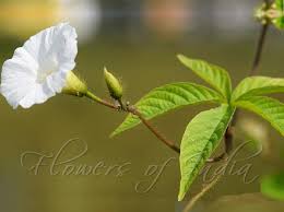 Image result for Merremia aegyptia