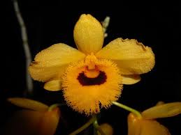 Image result for Ocimum fimbriatum