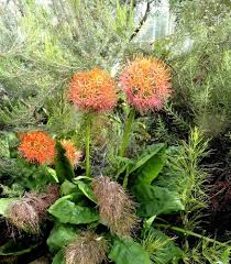 Image result for Scadoxus multiflorus