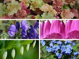 Check spelling or type a new query. 5 Low Maintenance Shade Perennials To Grow In Your Garden