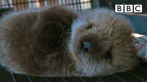 But that doesn't mean you can't dream. Otters The Violent Necrophiliac Serial Killing Fur Monsters Of The Sea Vox