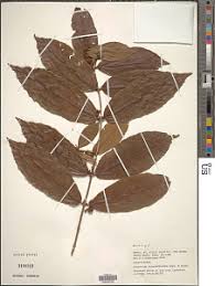 Image result for Combretum padoides
