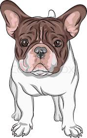 Funny french bulldog dog with half of face covered. Closeup Portrait Of The Domestic Dog Stock Vector Colourbox