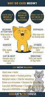 Understanding Your Cat S Behavior Cat Behavior Cat Care Cool Cat Trees