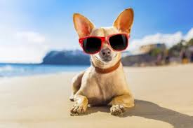 It's been really hot outside recently. Hot Weather Safety Tips Maple Leaf Vet Care Center
