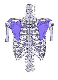 Your spine is made up of 24 small bones (vertebrae) that are stacked on top of each other to create the spinal column. How To Draw The Human Back A Step By Step Construction Guide Gvaat S Workshop