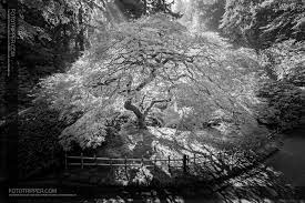 Black White Photography Portland Japanese Garden Http Www Fototripper Com How To Sho Portland Japanese Garden Japanese Garden Traditional Japanese Garden
