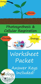 Photosynthesis And Cellular Respiration Worksheets Photosynthesis And Cellular Respiration Cellular Respiration Photosynthesis
