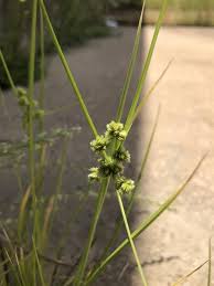 Image result for Cyperus pubens