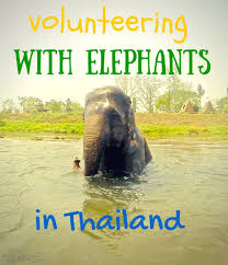 Female Travellers Volunteering With Elephants Thailand Elephants Elephant Volunteer
