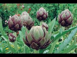 Commencer Une Culture D Artichauts Qui Reviendront Tous Les Ans Alternative Autonomie Plants Planters Multiplication