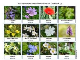 Jetzt material & übungen gratis downloaden! Herbarium Deckblatt Vorschlage Wiki Wisseninklusiv