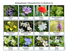 Check spelling or type a new query. Herbarium Deckblatt Vorschlage Wiki Wisseninklusiv