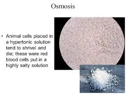 If you place an animal or a plant cell in a hypertonic solution, the cell shrinks, because it loses water ( water moves from a higher concentration inside the cell to a lower. Physical Transport Membranes Materials And Movement By Jane Horlings Ppt Download