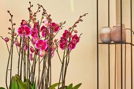 Maybe you would like to learn more about one of these? Flower Power More Than Just Decoration