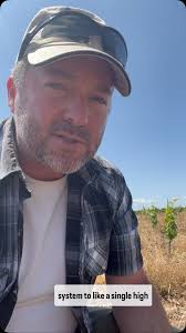 We are going to try high topping these second leaf vines to see if we can  build a trunk this summer while we ponder what type of trellis to install.,  #centuryvineyards #warriorsrestvineyard ...