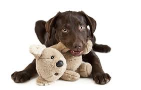 Karma dog training has created a dynamic 8 week, puppy kindergarten and puppy socialization class consisting of over 10 hours worth of instruction designed to give san diego dog parents and their newest addition to the family the headstart in life he or she deserves. Puppy Training Happy Dogs Estepona