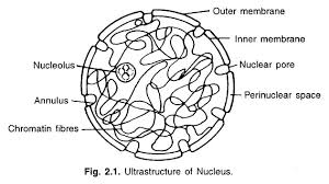 A simple diagram of an unspecialised animal cell, labelled in english. Cell Organelles Types With Diagram