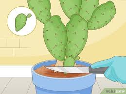 Cactus cuttings are mostly likely to thrive in sunny climates with warm daytime temperatures. Simple Ways To Root Cactus 12 Steps With Pictures Wikihow