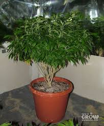 So, what are marijuana clones and how can can you clone a marijuana plant? Marijuana Cloning