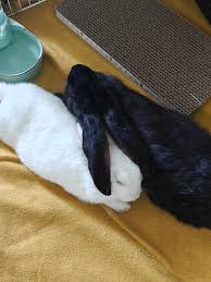 Image result for tbn:nuNU7FPK4A54yM::rvforsaleguide.com/images/bunny-resting-picture.jpg