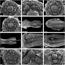 Image result for Dichilus lebeckioides