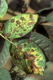 Pest and disease for plant indicator 1. 5 Diseases And Disorders Nc State Extension Publications