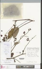 Image result for Dialium englerianum