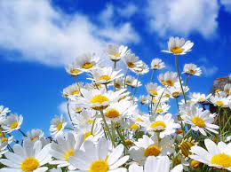 Bunga ini berwarna kuning terang dan selalu menghadap matahari, sehingga kemudian dinamai bunga matahari atau sunflower. 20 Gambar Bunga Matahari Putih Koleksi Bunga Hd