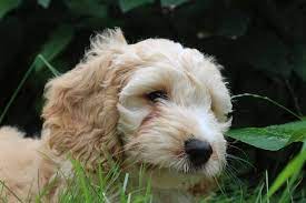 How Many Hours Do Cockapoo Sleep