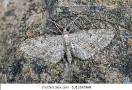 Image result for Eupithecia tenuiata