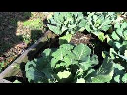 A lot of pride has gone in to growing the finest, tastiest garden vegetables, maintaining all the nutritional benefits. Grow Pick And Cook Your Own Collard Greens Youtube