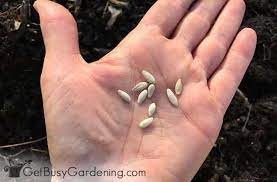 How To Plant Cucumber Seeds A Step By Step Guide Cucumber Plant Cucumber Seeds Growing Cucumbers