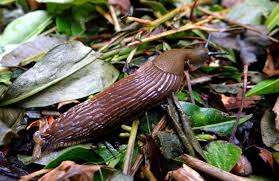A light spray on the soil around the plant should. How To Get Rid Of Spittlebugs By The Organic Way Nature Bring