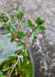 Image result for Phyllanthus parvulus