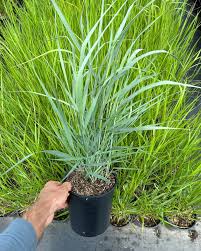 Image result for Panicum monticola