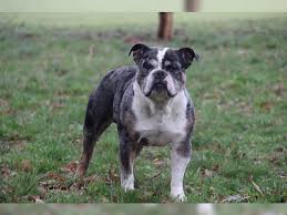 They should be protected from the extreme cold and heat, although they are not the olde english bulldogge is a rare breed developed by david leavitt by the crossing of half english bulldog, and the other half: Old English Bulldog Oeb Deckrude Blue Merle Pritzwalk English Bulldog Deckrude Deine Tierwelt De