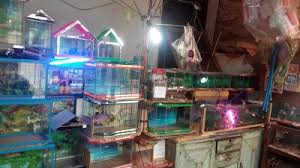 Bagi pecinta ikan, budidaya ikan laga cupang tentu menjadi salah satu pengalaman tersendiri. Toko Jual Ikan Cupang Hias Aquarium Mini Banten 62 822 1028 0990
