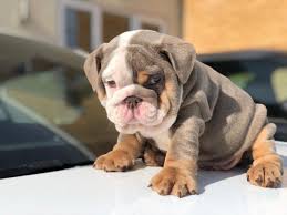 English bulldog's appearance can be somewhat intimidating, it is among the gentlest of dogs. English Bulldog Puppies For Sale Dallas Tx 297931