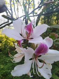 Image result for Bauhinia bowkeri
