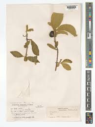 Image result for Vangueria infausta