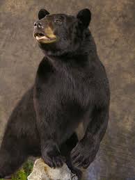 Black Bear Half Mount Picture Bear Mounts Bear Hunting Bear Gallery