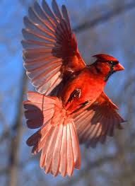 Bird With Red V On Back Of Head Cardinal Position For My Future Tattoo Beautiful Birds Birds Red Birds