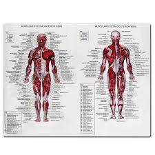 This is the opposite of the way it's. 60x80cm Silk Cloth Muscle System Posters Anatomy Chart Human Body Educational Pictures Mural Home Wall Decoration Accessories Aliexpress