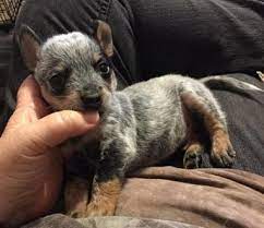 Burnt kerosene kennels, llc p.o. Toy Blue Heeler Puppies For Sale In Texas Toywalls